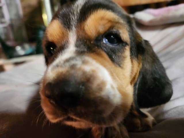 Basset Hound Puppies media 4