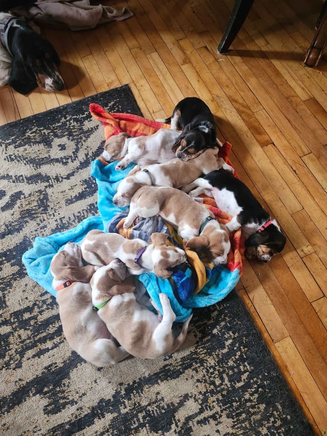 Basset Hound Puppies media 5