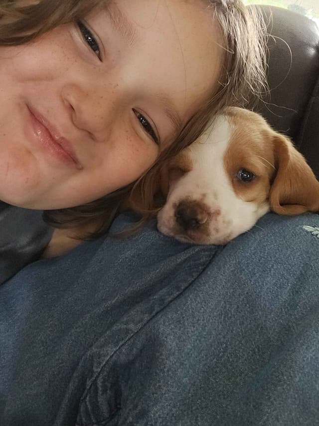 Basset Hound Puppies media 6