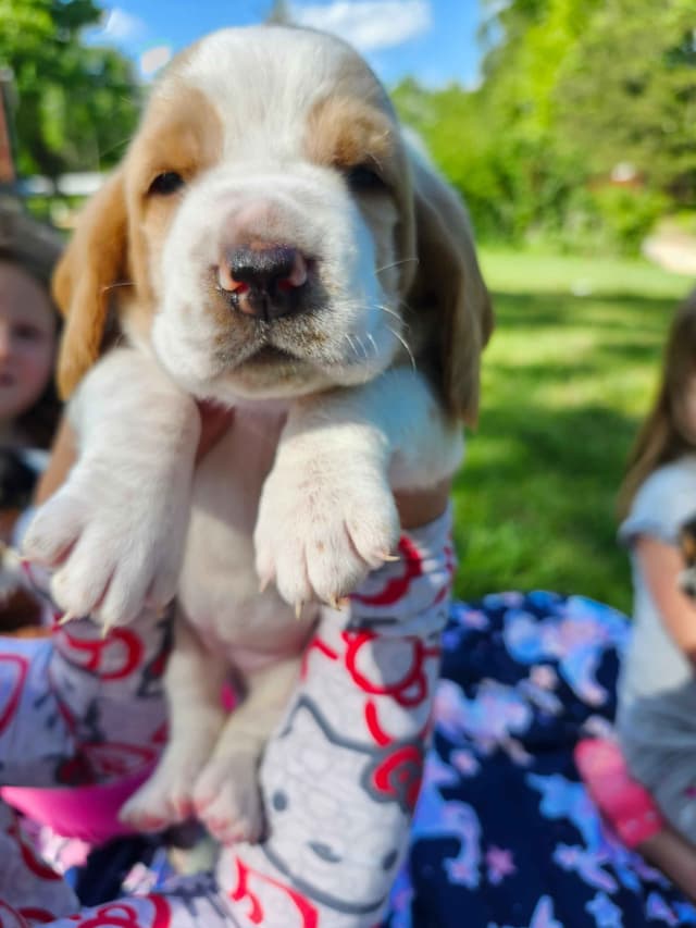 Basset Hound Puppies media 8