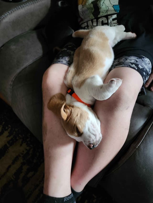 Basset Hound Puppies media 9