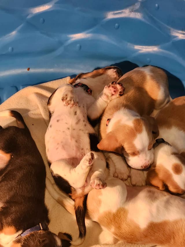 Basset Hound Puppies media 10
