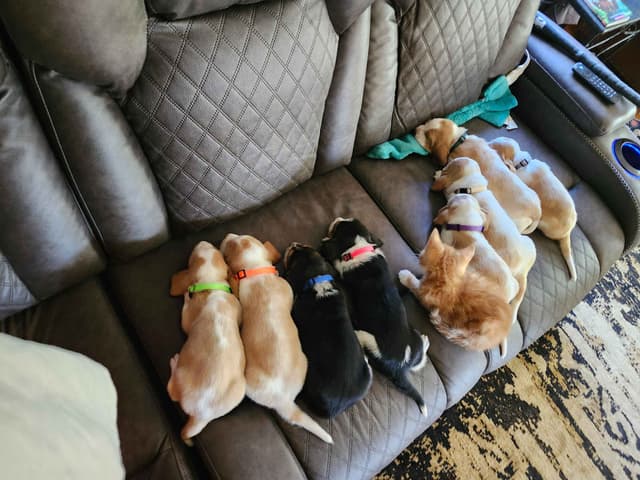 Basset Hound Puppies media 12