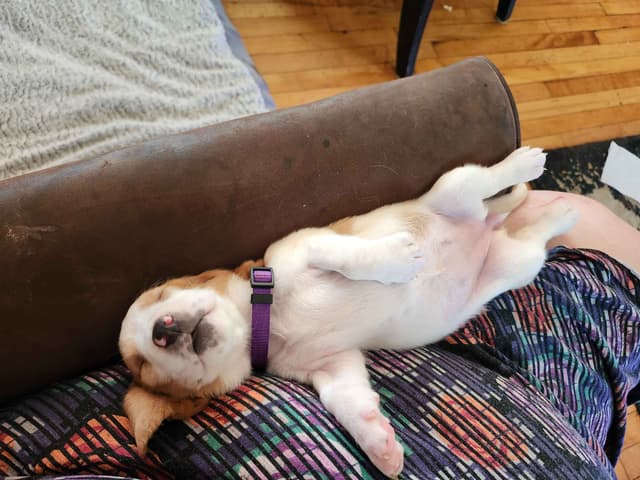 Basset Hound Puppies media 13