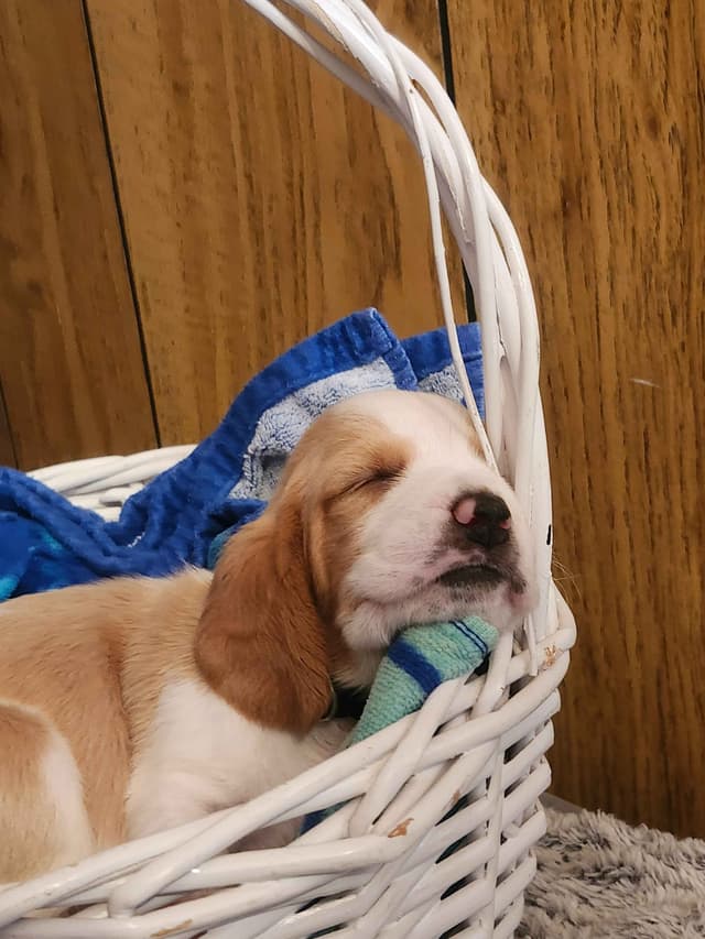 Basset Hound Puppies media 14