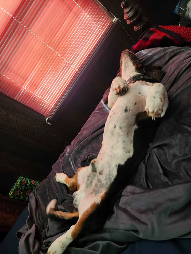 Basset Hound Puppies media 15