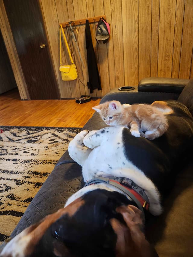 Basset Hound Puppies media 16