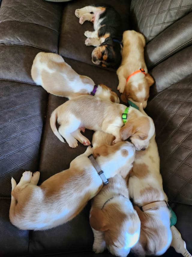 Basset Hound Puppies media 17