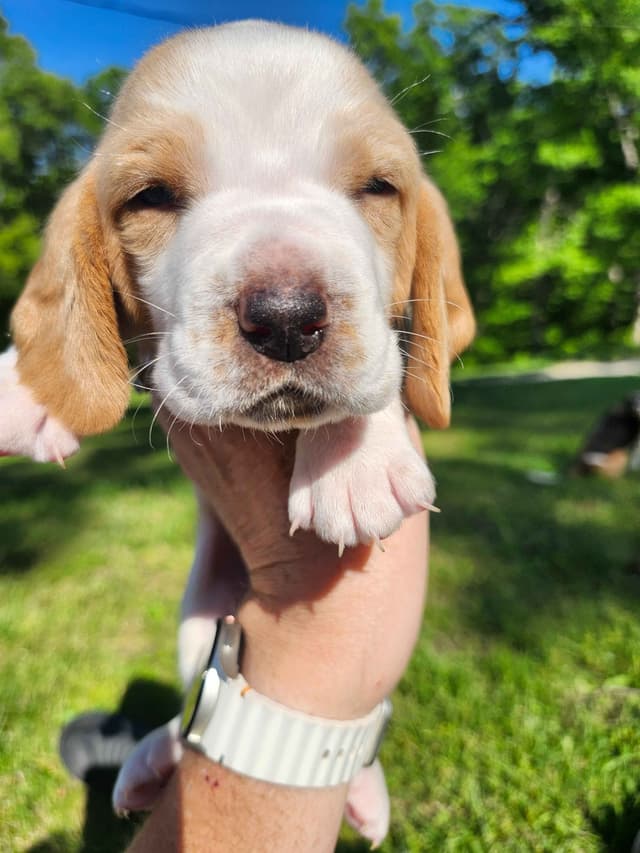 Basset Hound Puppies media 18