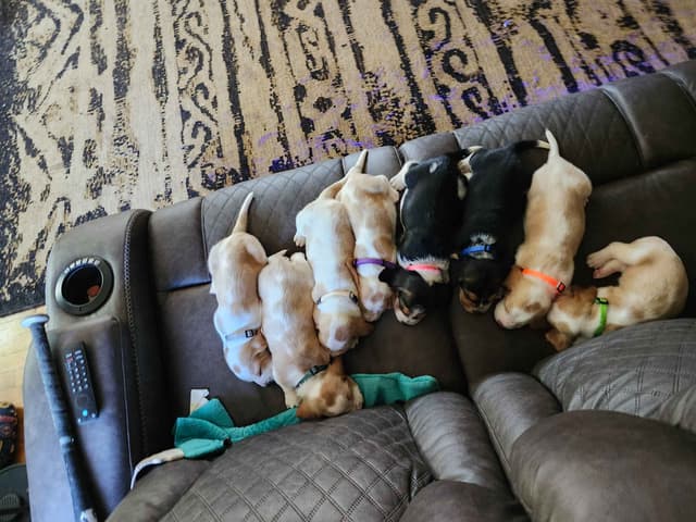 Basset Hound Puppies media 19