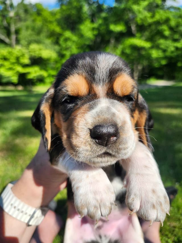 Basset Hound Puppies media 21