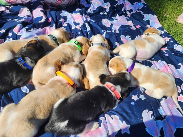 Basset Hound Puppies media 22