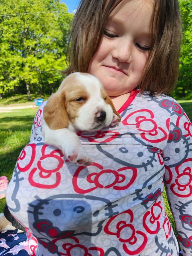 Basset Hound Puppies media 23