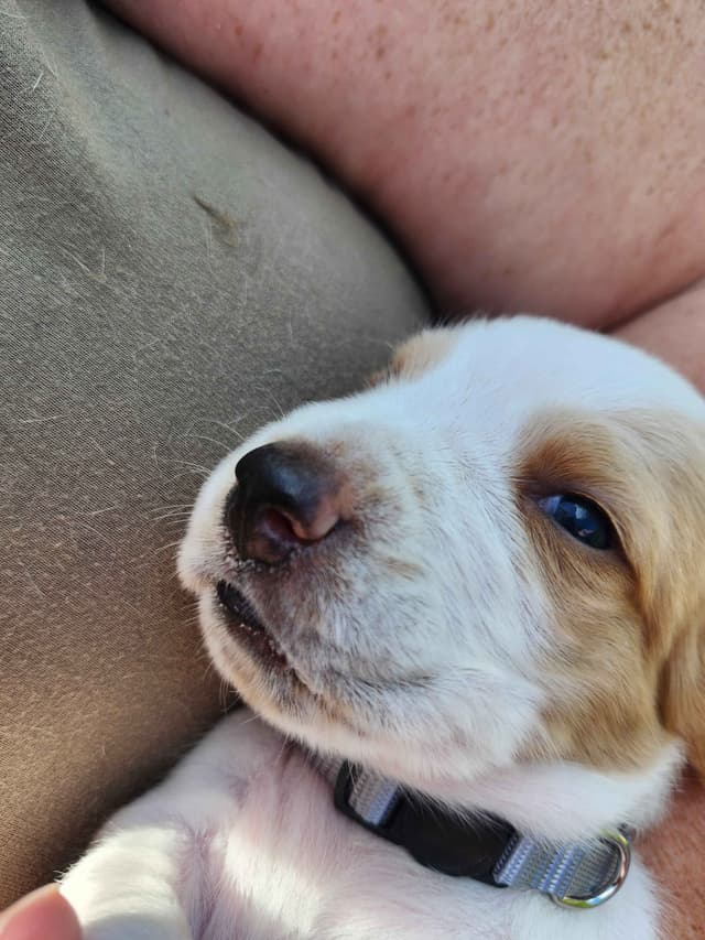 Basset Hound Puppies media 24