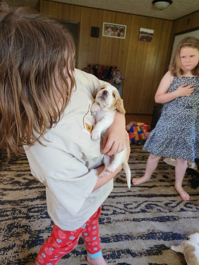 Basset Hound Puppies media 25