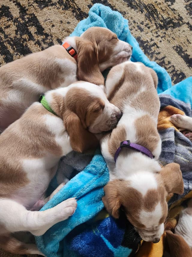 Basset Hound Puppies media 27