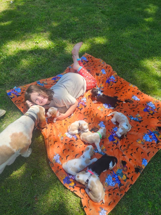 Basset Hound Puppies media 29