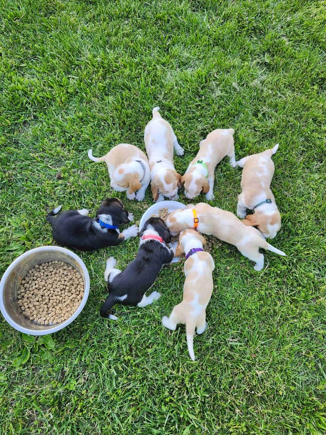 Basset Hound Puppies media 30