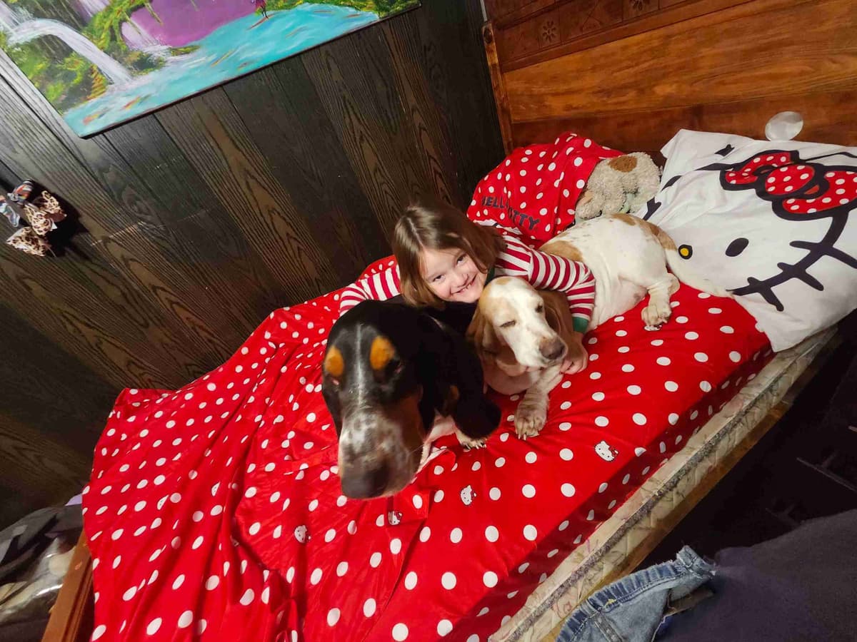 Basset Hound Puppies breeder image 1