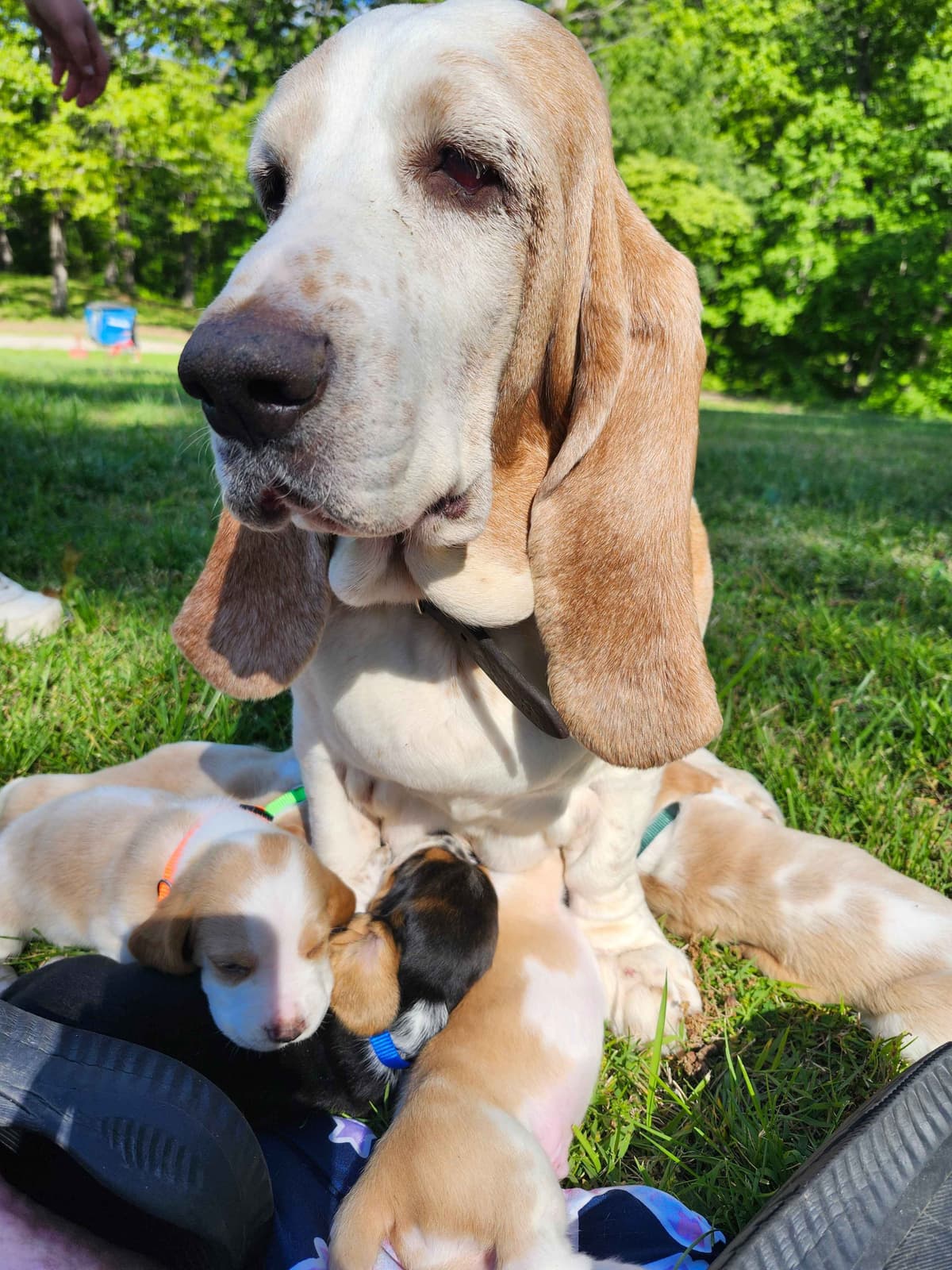 Basset Hound Puppies breeder image 3