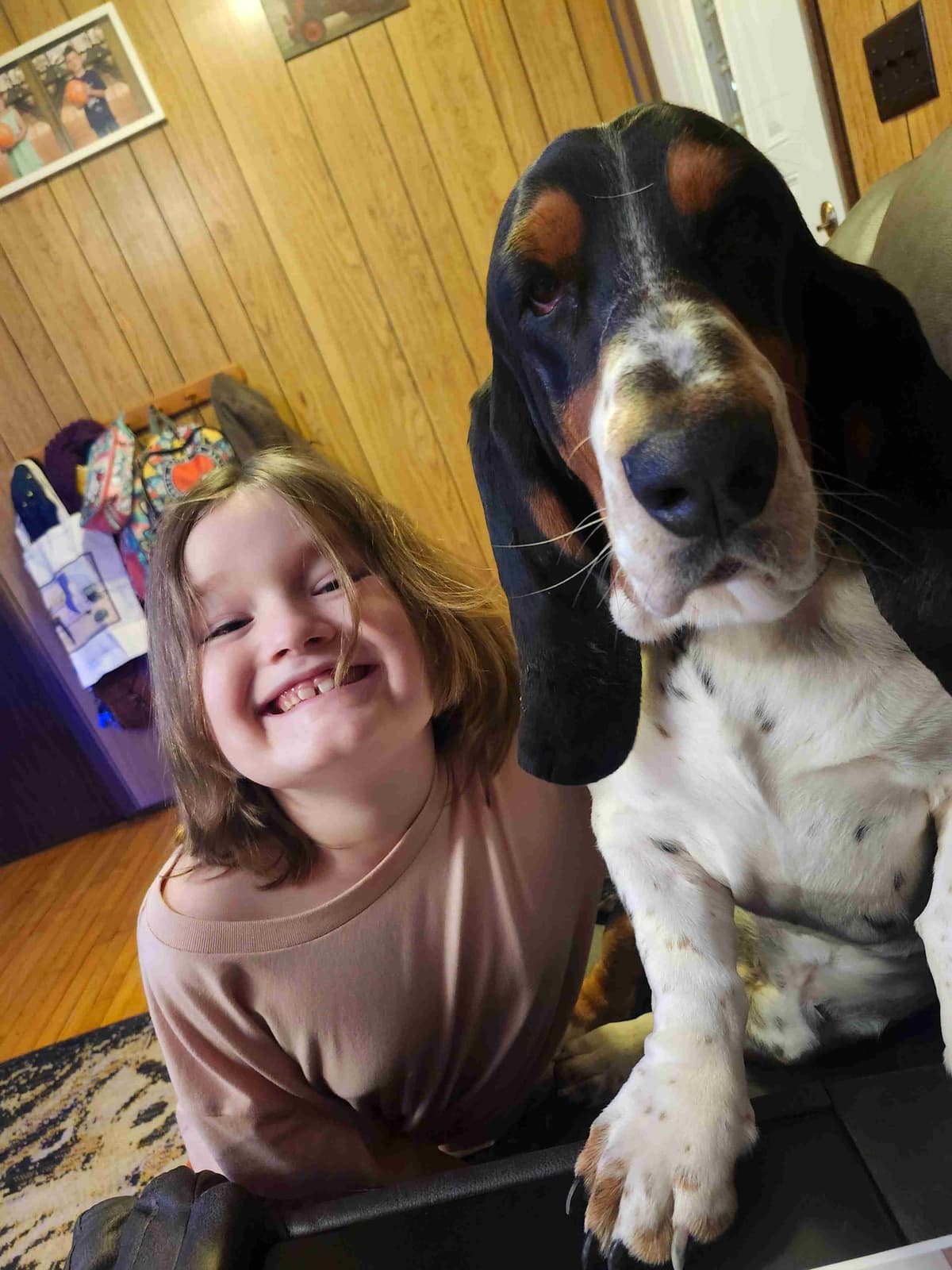 Basset Hound Puppies breeder image 4