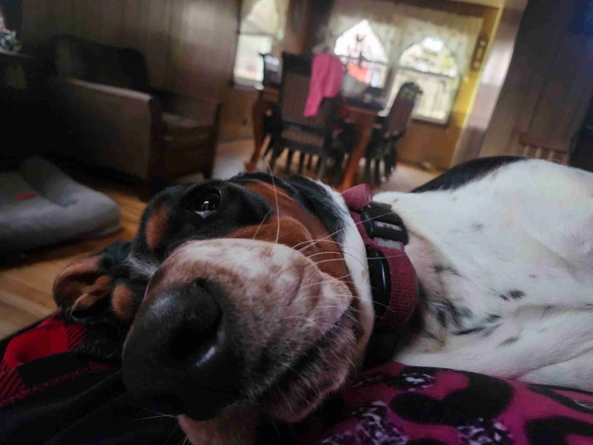 Basset Hound Puppies breeder image 7