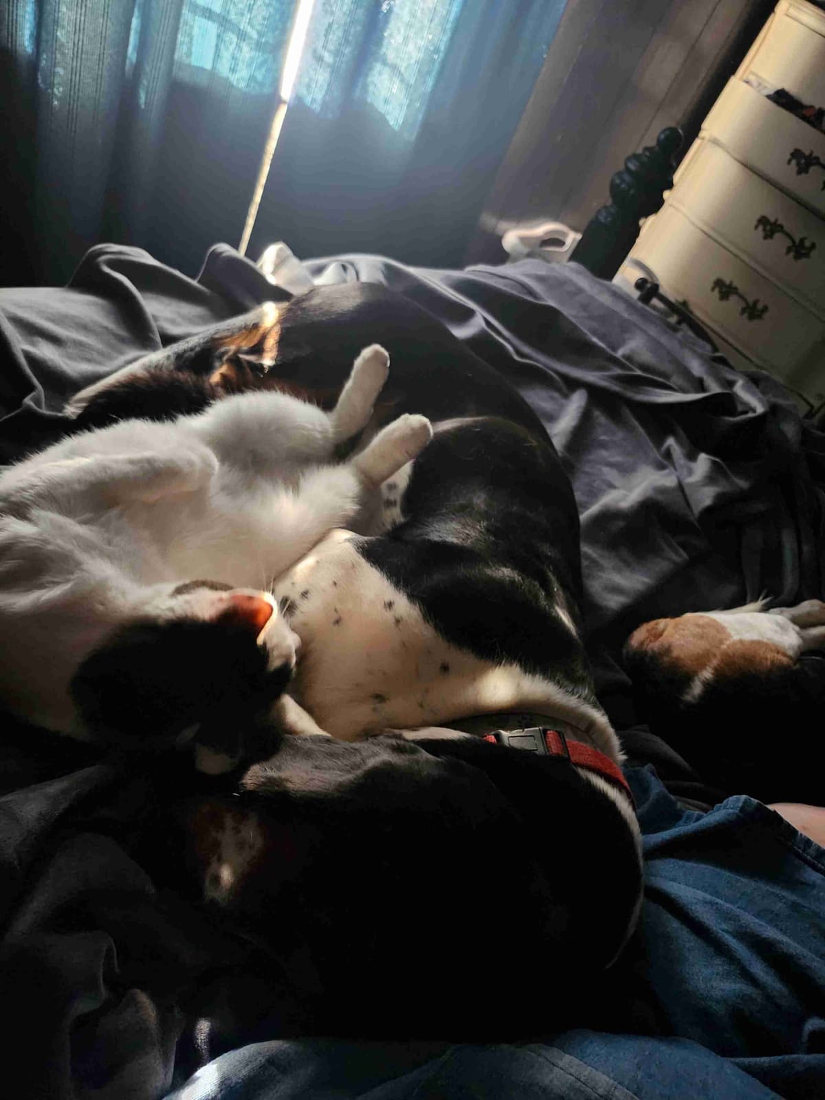 Basset Hound Puppies breeder image 9