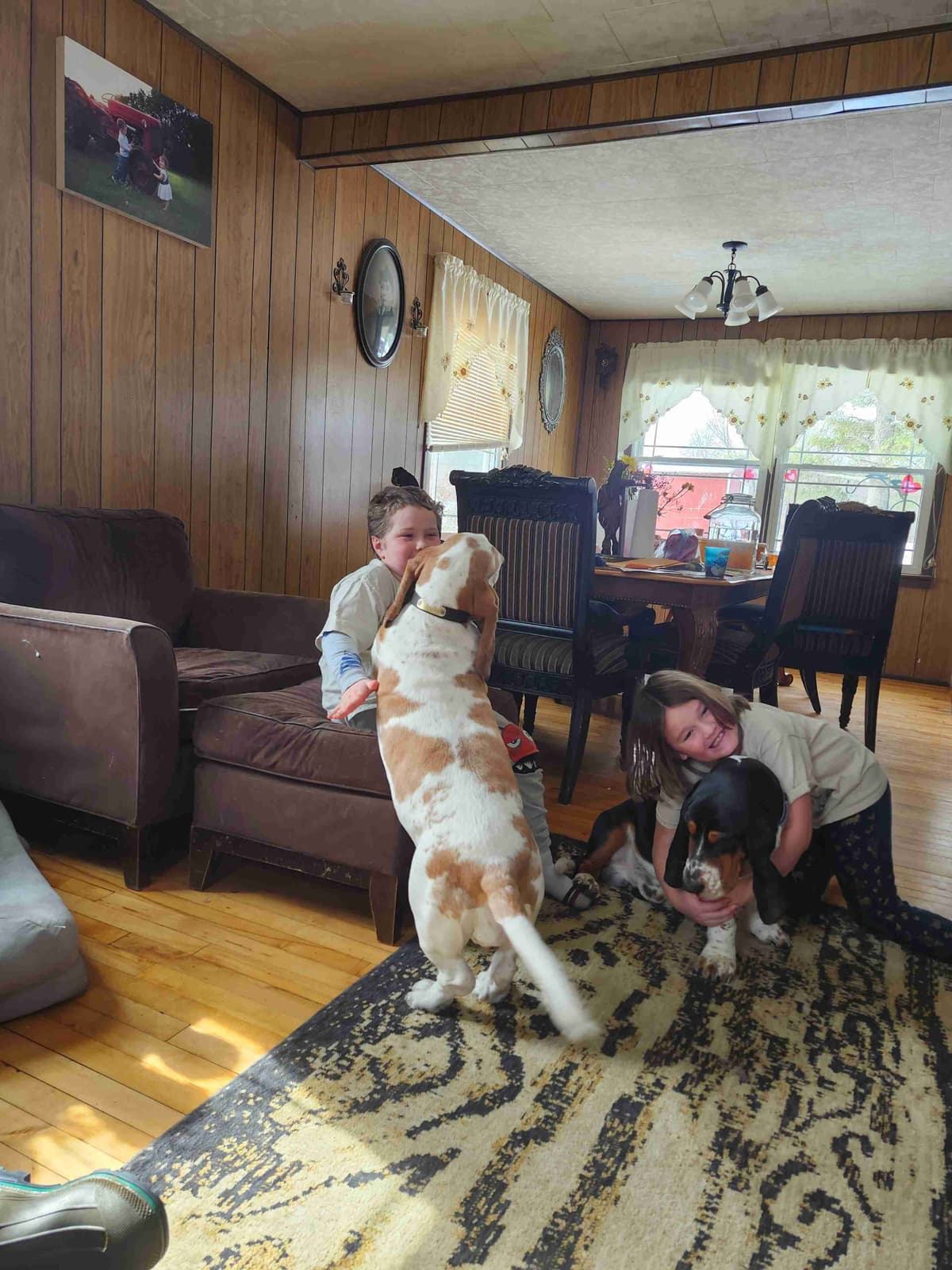 Basset Hound Puppies breeder image 11