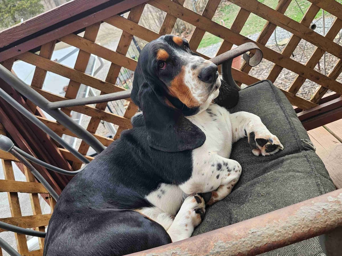 Basset Hound Puppies breeder image 13