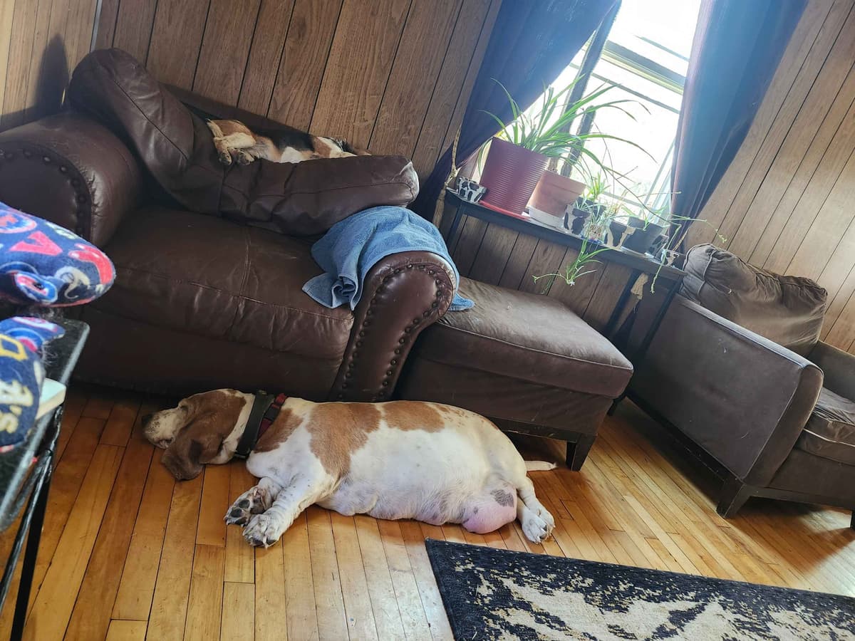 Basset Hound Puppies breeder image 14
