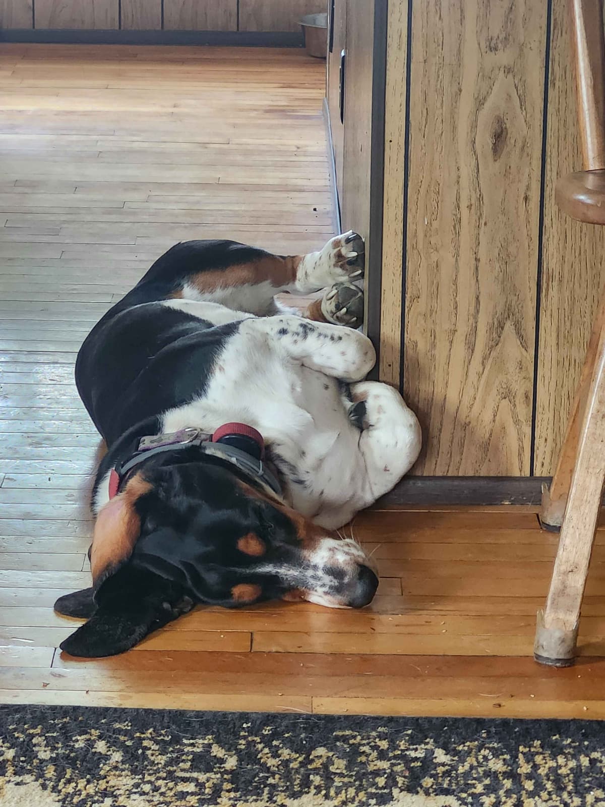 Basset Hound Puppies breeder image 16