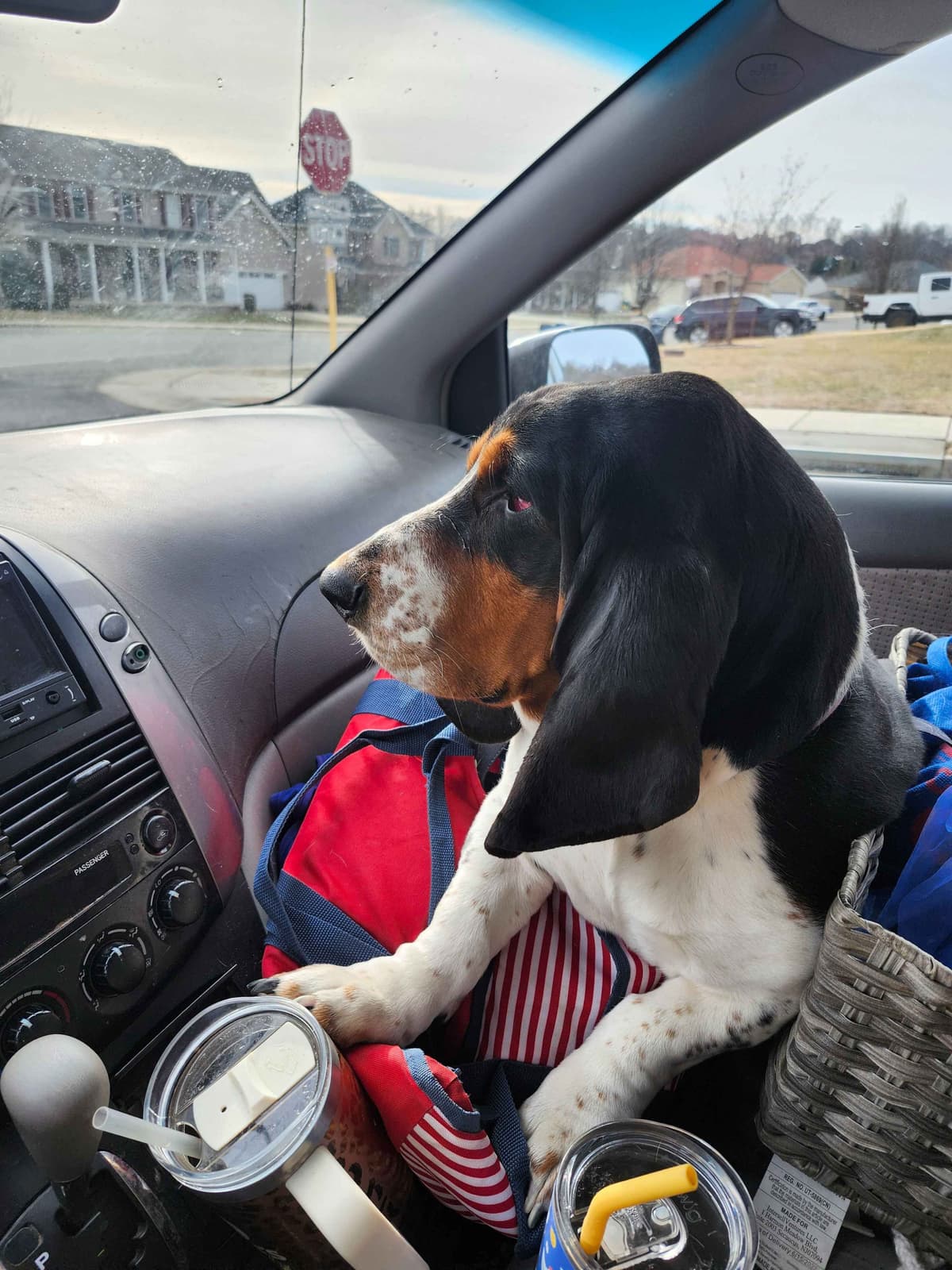 Basset Hound Puppies breeder image 17