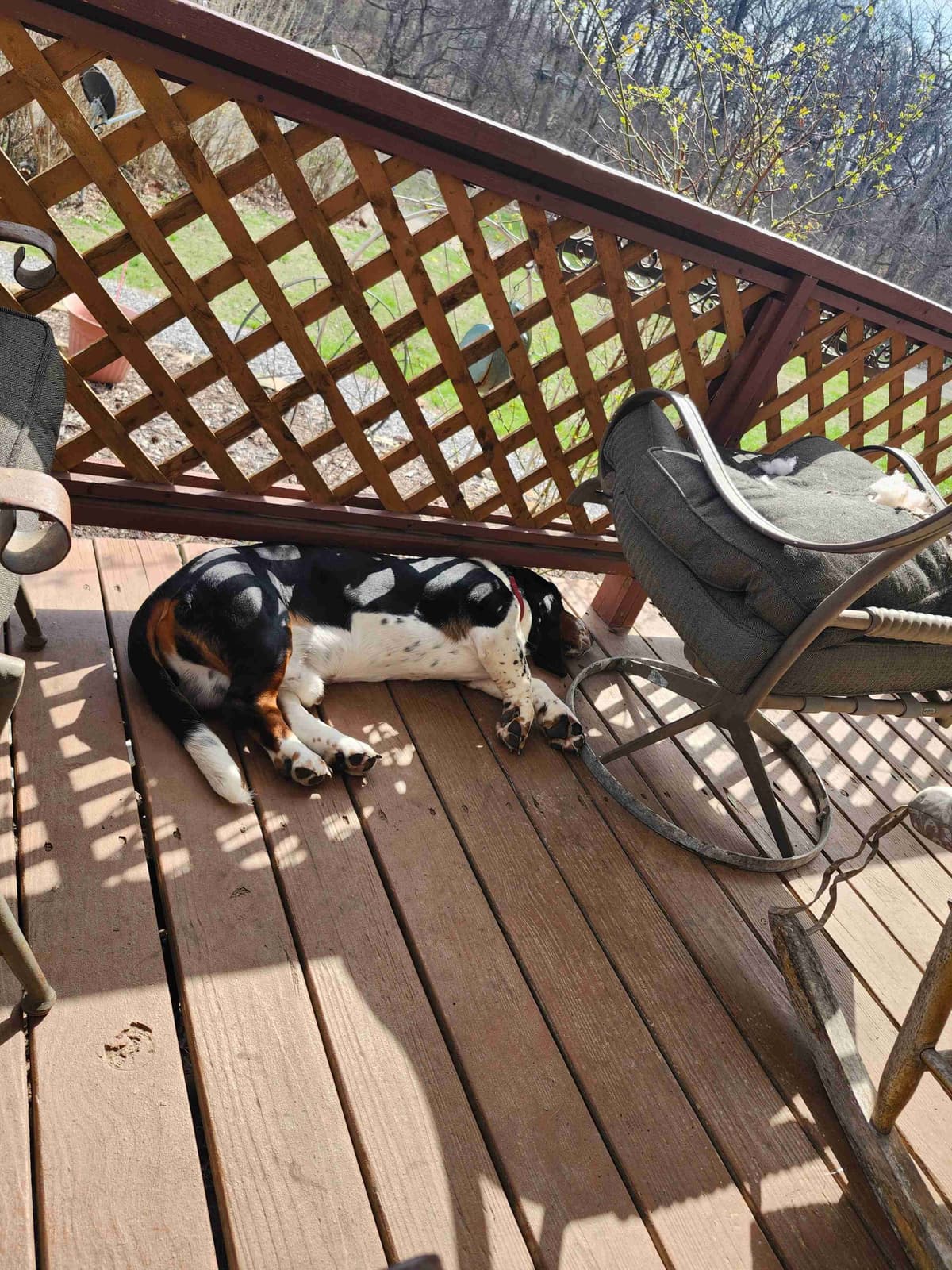 Basset Hound Puppies breeder image 18