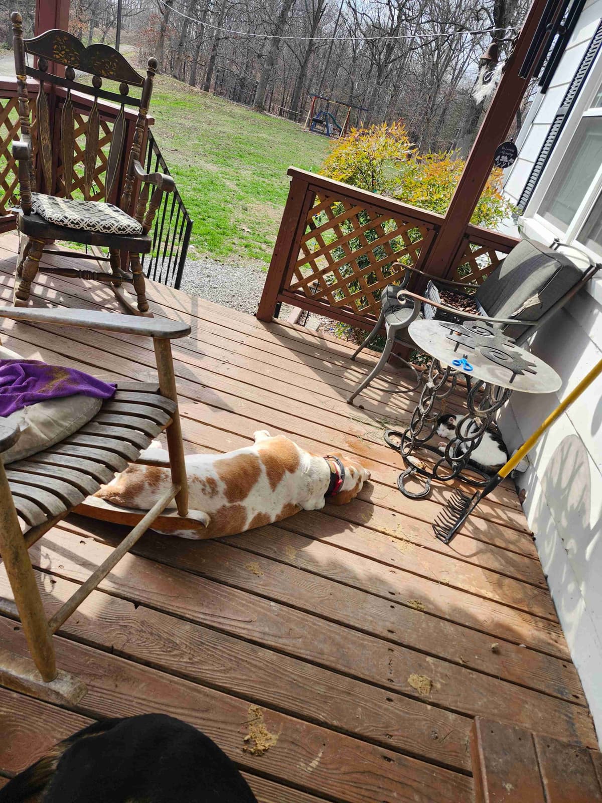 Basset Hound Puppies breeder image 19