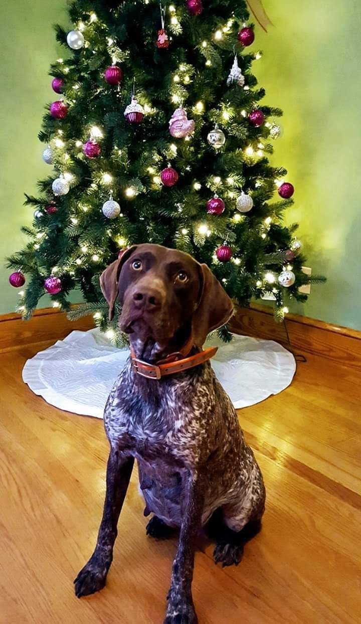 German Shorthaired Pointer Puppies breeder image 1
