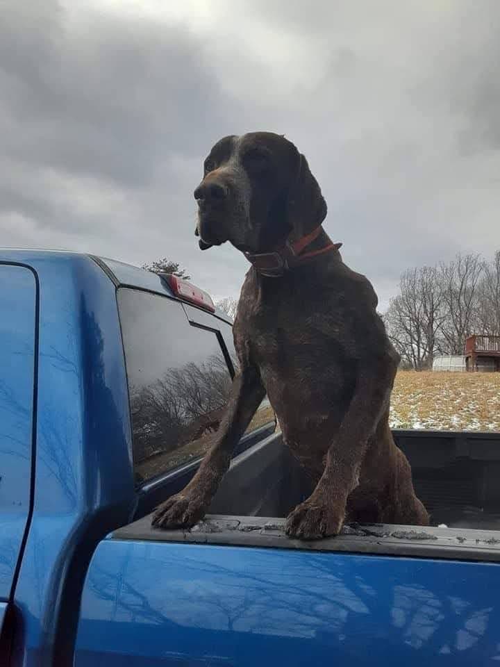 German Shorthaired Pointer Puppies breeder image 2