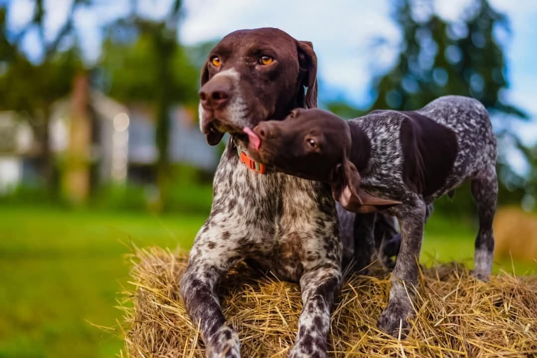 German Shorthaired Pointer Puppies breeder image 5