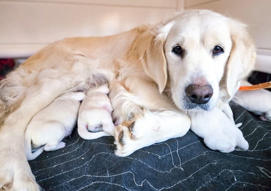 German Shorthaired Pointer Puppies breeder image 6