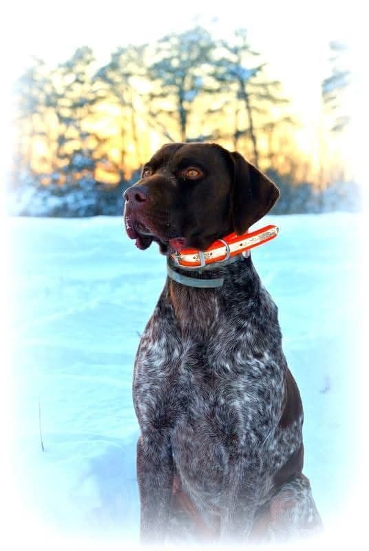 German Shorthaired Pointer Puppies breeder image 8