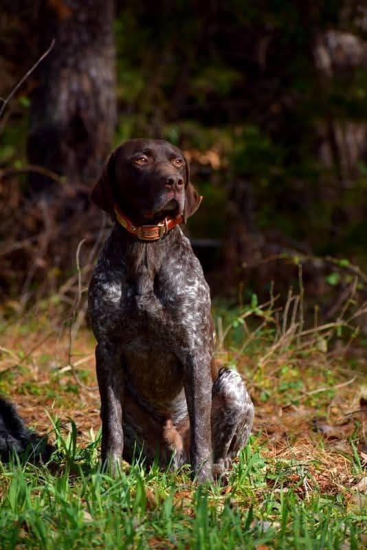 German Shorthaired Pointer Puppies breeder image 9