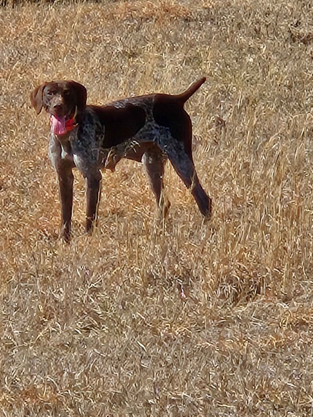 German Shorthaired Pointer Puppies breeder image 10