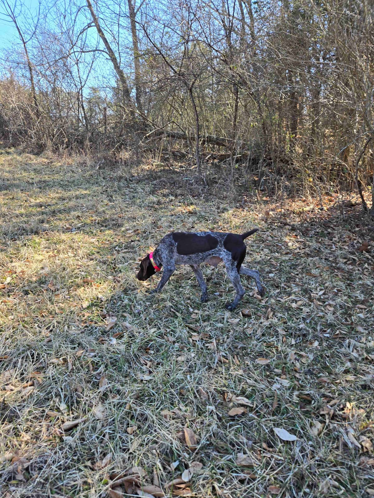 German Shorthaired Pointer Puppies breeder image 11