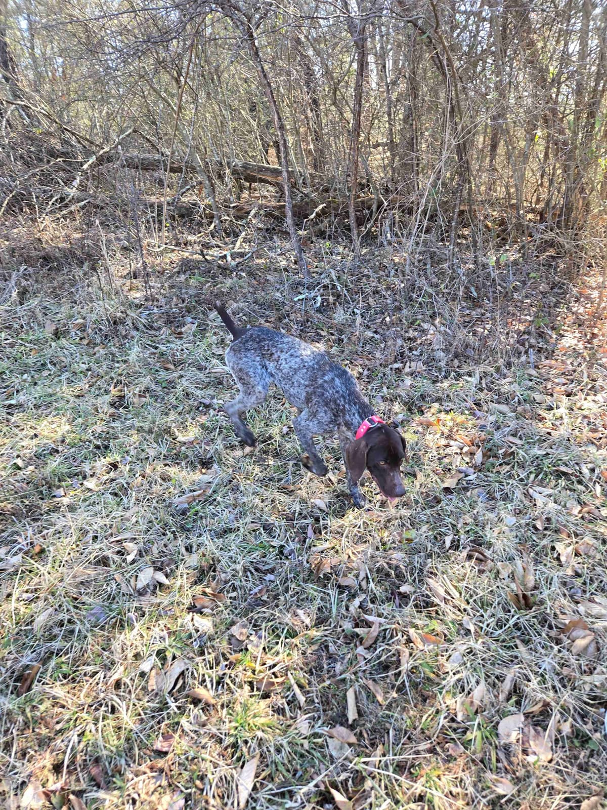 German Shorthaired Pointer Puppies breeder image 14
