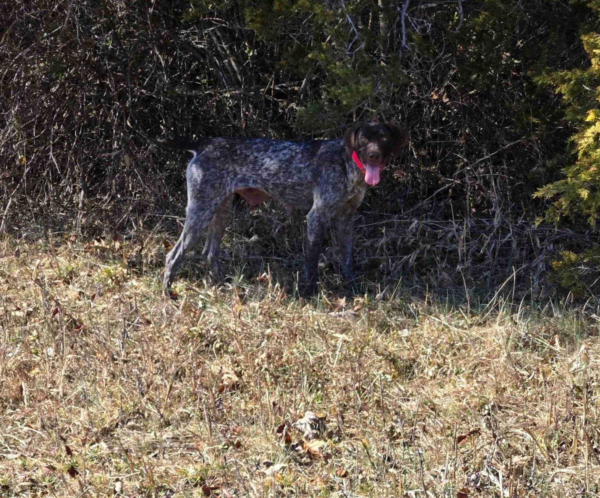 German Shorthaired Pointer Puppies breeder image 12