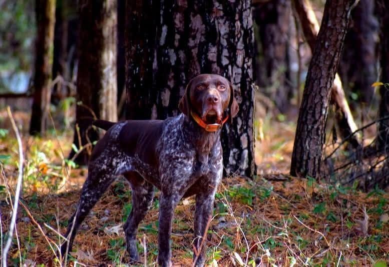 German Shorthaired Pointer Puppies breeder image 13