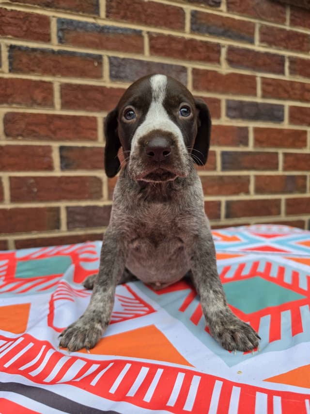 German Shorthaired Pointer Puppies media 2