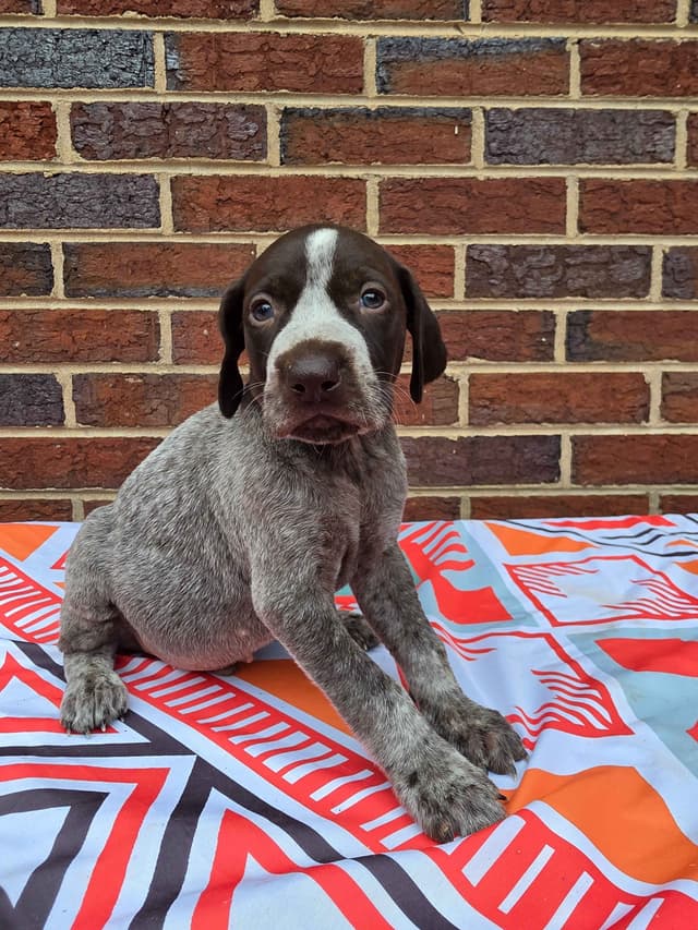 German Shorthaired Pointer Puppies media 3