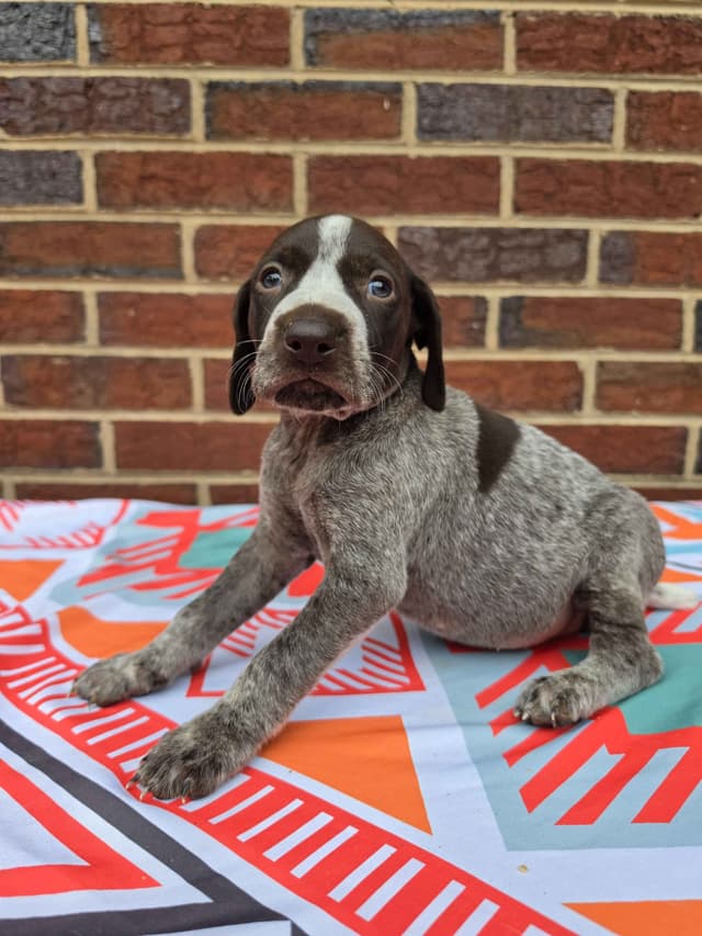 German Shorthaired Pointer Puppies media 4