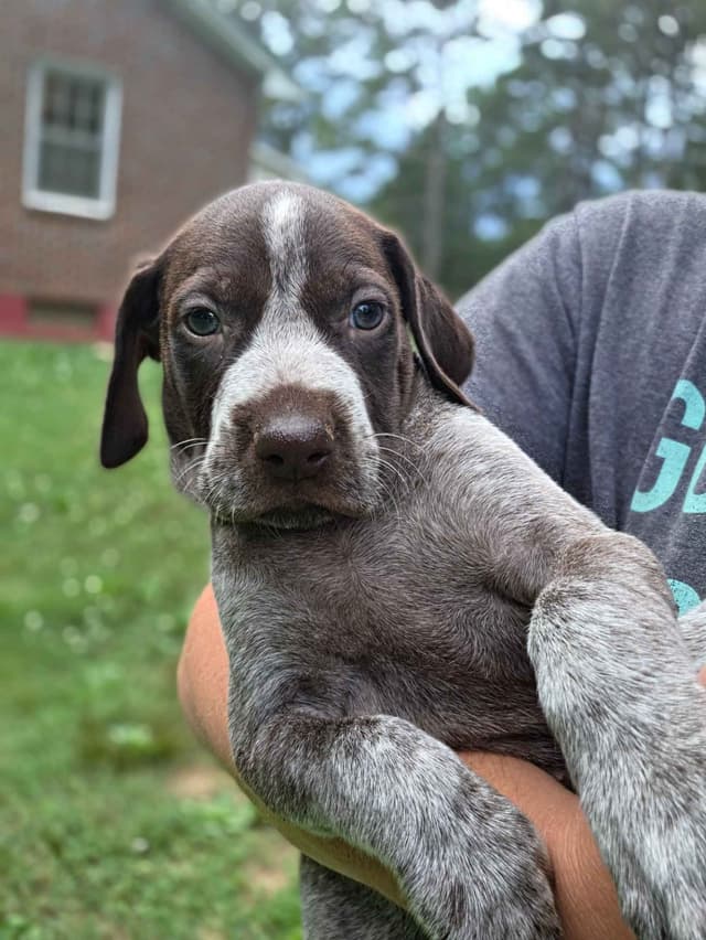 German Shorthaired Pointer Puppies media 5