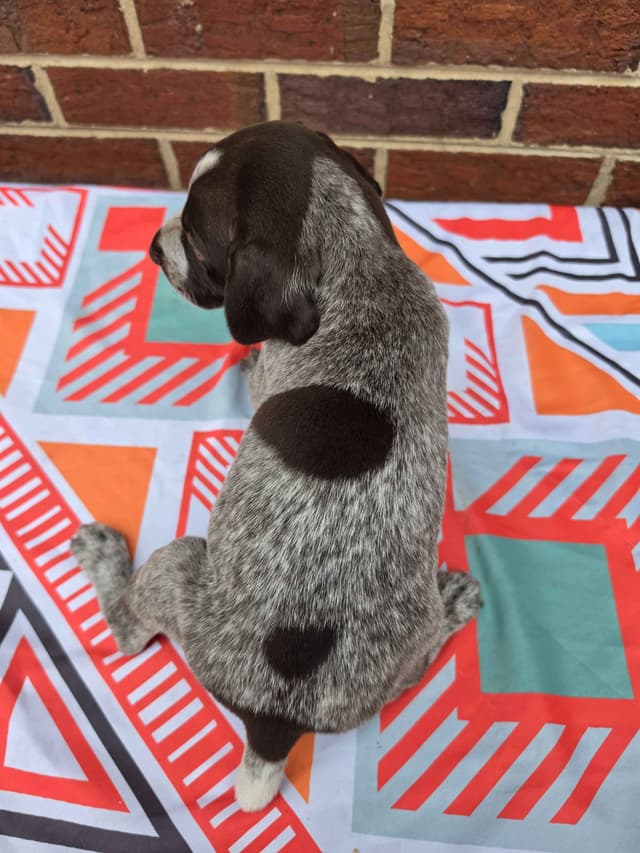 German Shorthaired Pointer Puppies media 6